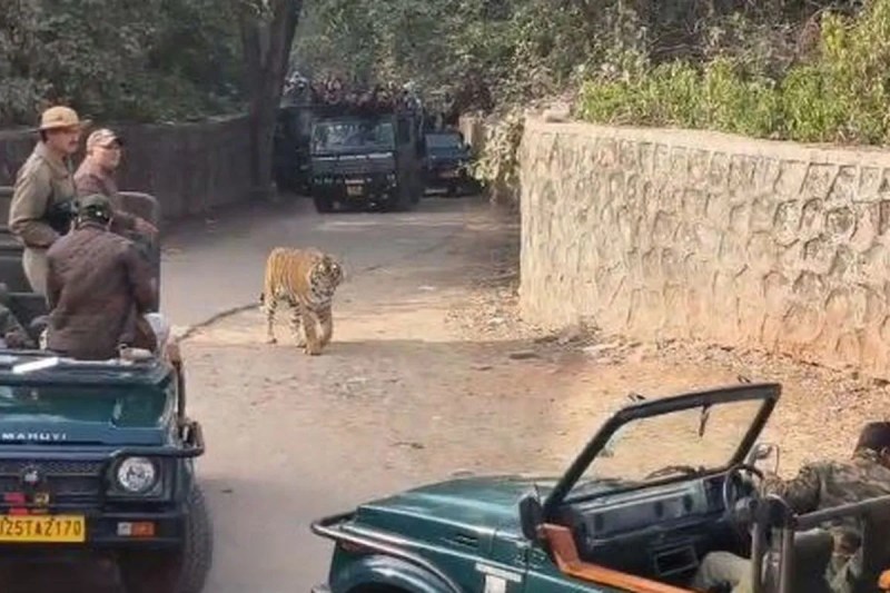 Ranthambore