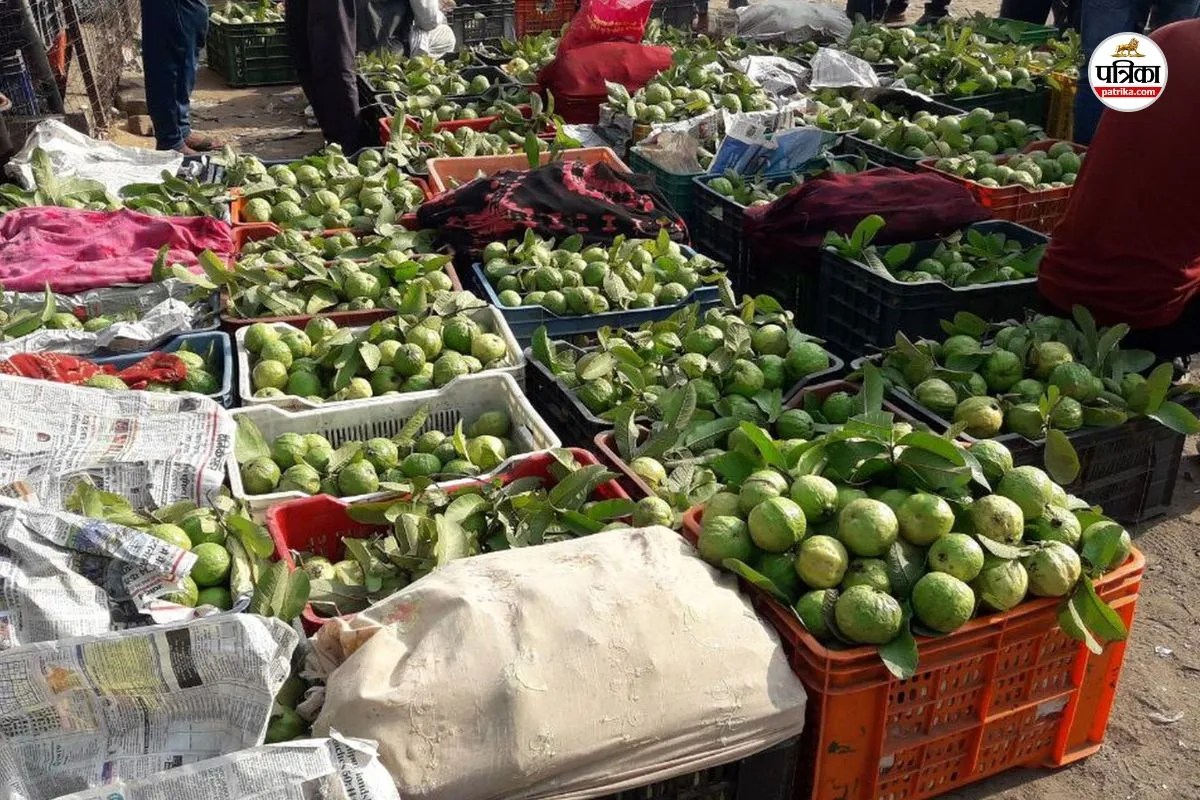 Sawai-Madhopur-Guava