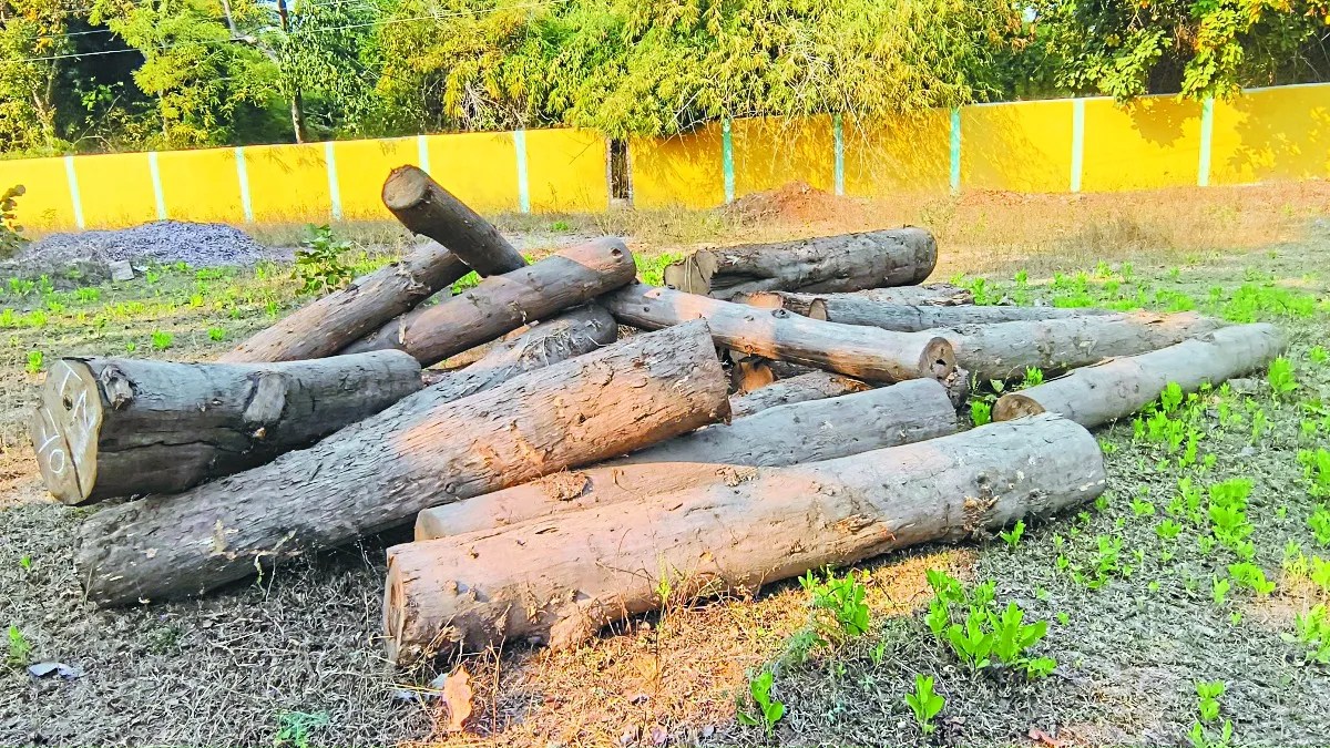 बालोद जिले के जंगल में लकड़ी तस्करों की नजर है। फिल्म पुष्पा देखी होगी कैसे तस्कर जंगल से लकड़ी काटकर पानी में बहा देते हैं। और तस्करी करते हैं। बालोद में भी ठीक ऐसा ही मामला सामने आया है। तस्कर ने पहले जंगल से सागौन के पेड़ काटे, फिर उसके टुकड़े कर तांदुला नदी में बहा दिया।