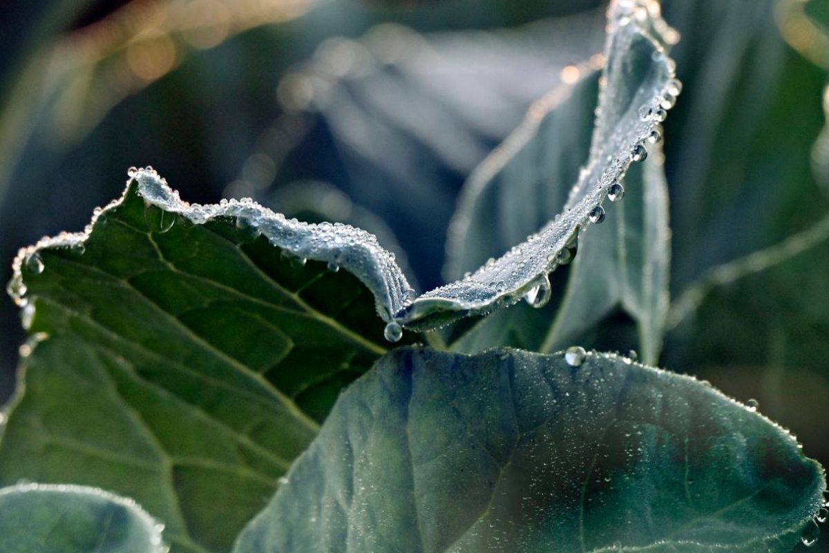 Rajasthan Weather Update