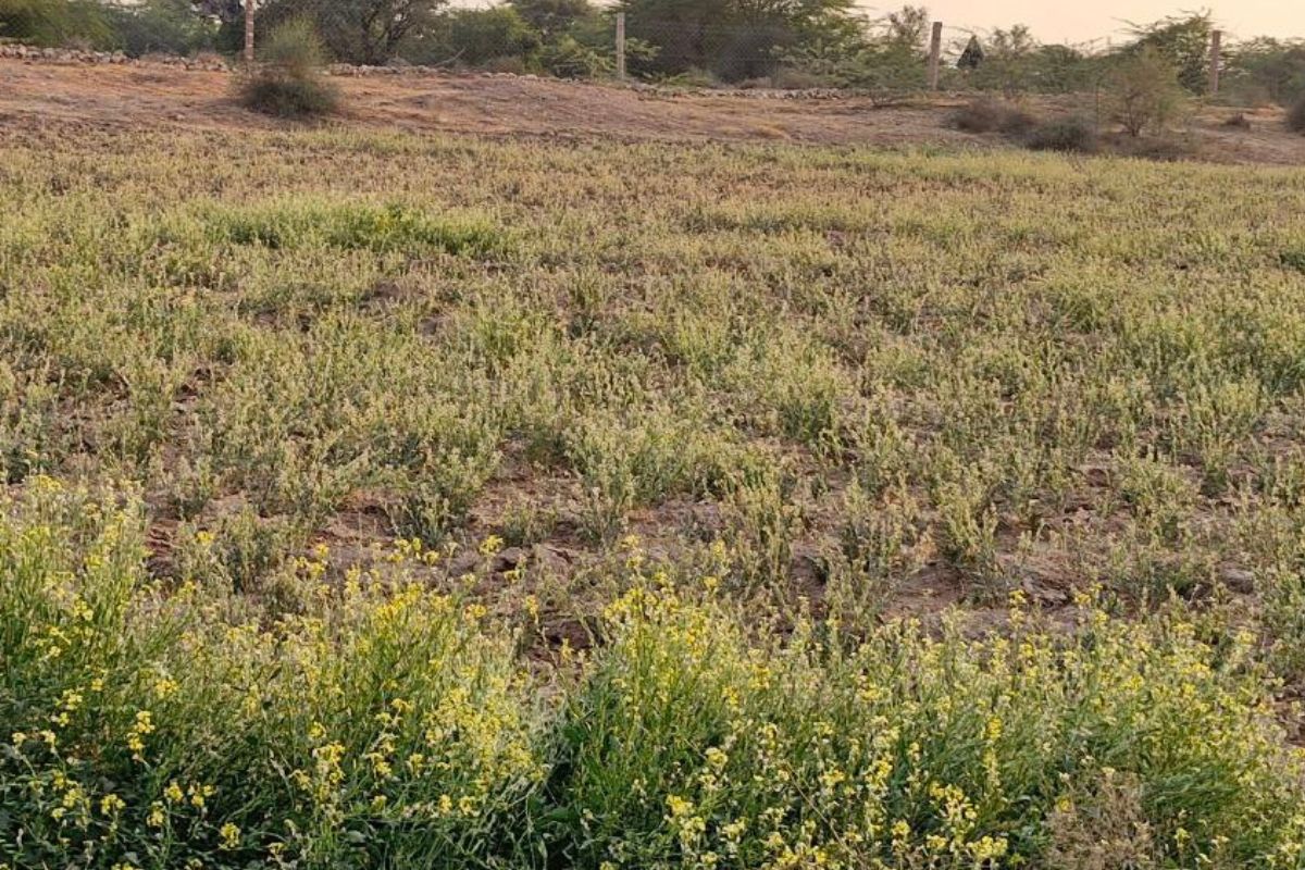 Rajasthan Weather Update