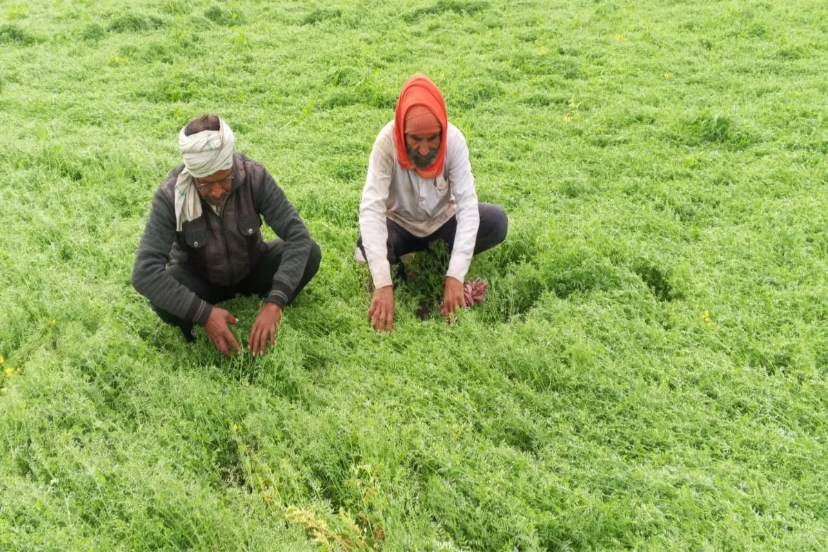 Hailstorms and rain have left crops scattered across fields; farmers say production will decline, demanding surveys and compensation.