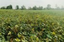 Farmers will be made aware to plant peanuts instead of green gram in summer, so that the use of pesticides is reduced.