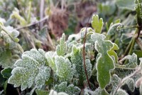 Weather alert, Rajasthan weather alert, Sikar weather alert, IMD weather alert, winter alert, Rajasthan winter alert, Jaipur winter alert, Jodhpur winter alert, Sikar winter alert, January winter alert, January weather alert, fog alert, cold wave alert, cold day alert, how will the weather be, weather of my village, weather department, Jaipur weather department, snowfall, snowfall alert, वेदर अलर्ट, राजस्थान वेदर अलर्ट, सीकर वेदर अलर्ट, आईएमडी वेदर अलर्ट, सर्दी अलर्ट, राजस्थान सर्दी अलर्ट, जयपुर सर्दी अलर्ट, जोधपुर सर्दी अलर्ट, सीकर सर्दी अलर्ट, जनवरी सर्दी अलर्ट, जनवरी वेदर अलर्ट, कोहरा अलर्ट, शीतलहर अलर्ट, शीतदिन अलर्ट, मौसम कैसा रहेगा, मेरे गांव का मौसम, मौसम विभाग, जयपुर मौसम विभाग, बर्फबारी, बर्फबारी अलर्ट