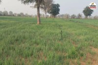 Weather Alert, Weather Report, Meteorological Department, Western Disturbance, Rain in Rajasthan, Fog in Rajasthan, Western Disturbance Alert, IMD Western Disturbance Alert, वेदर अलर्ट, वेदर रिपोर्ट, मौसम विभाग, पश्चिमी विक्षोभ, रेन इन राजस्थान, कोहरा इन राजस्थान, पश्चिमी विक्षोभ अलर्ट, आईएमडी पश्चिमी विक्षोभ अलर्ट