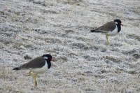 Mount Abu, snow in Mount Abu, snow frozen in Mount Abu, Mount Abu temperature, cold in Mount Abu, Mount Abu temperature reaches minus, Sirohi News, Rajasthan News, माउंट आबू, माउंट आबू में बर्फ, माउंट आबू में बर्फ जमी, माउंट आबू तापमान, माउंट आबू में सर्दी, माउंट आबू माइनस में पहुंचा तापमान, सिरोही न्यूज, राजस्थान न्यूज
