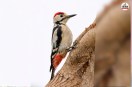 Sindh Woodpecker