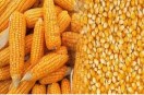 Bhilwara has plenty of maize, but needs an ethanol plant; MP is taking the cream