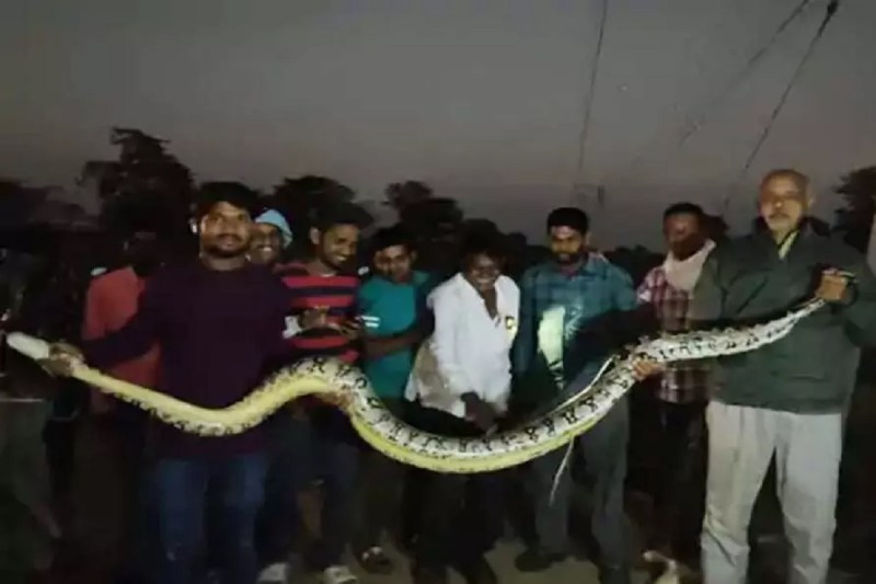 CG News: खेत में फंसा 10 फीट लंबा अजगर, जेसीबी की मदद से सुरक्षित निकाला गया,