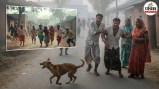 amroha dog attack seven injured village