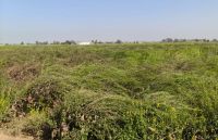 तेज हवाओं के कारण गिरी सरसों की फसल।