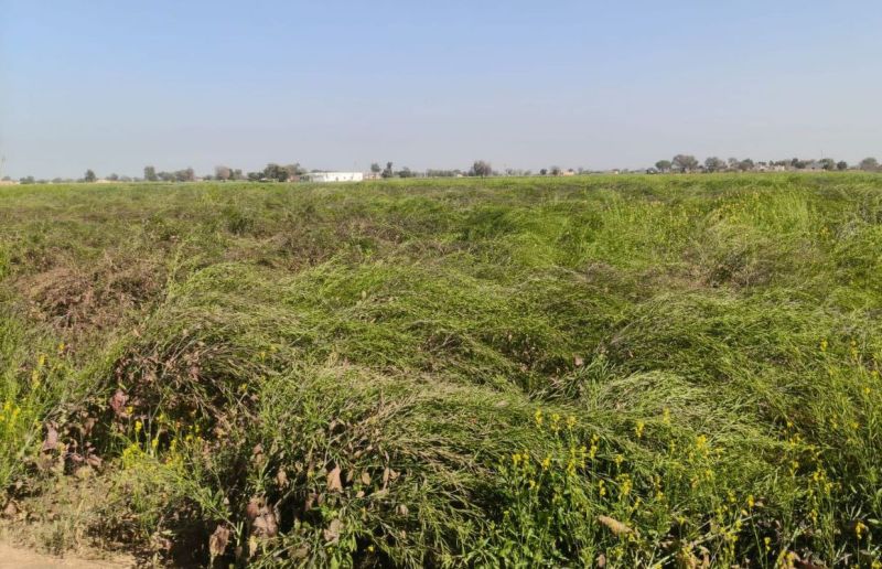 तेज हवाओं के कारण गिरी सरसों की फसल।