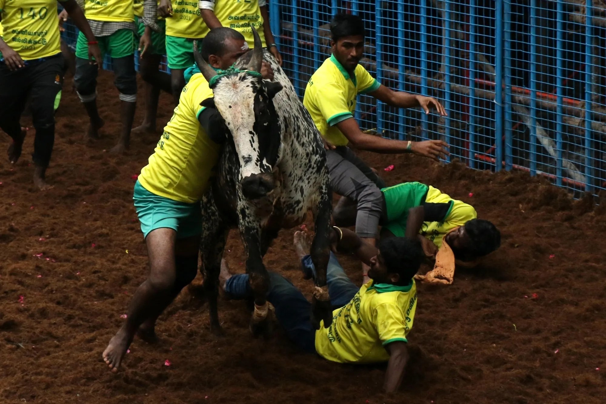 Jallikattu 2026