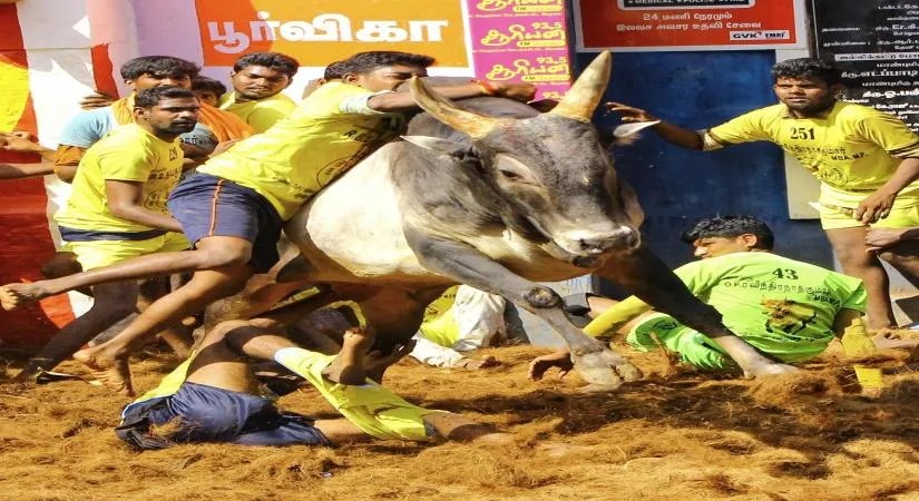 Jallikattu 2026, (Photo : IANS)