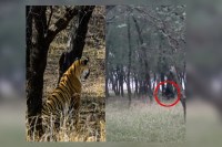 Ranthambore National Park, Ranthambore National Park video, bear tiger fight, bear tiger fight video, bear tiger fight viral video, Sawaimadhopur news, रणथंभौर नेशनल पार्क, रणथंभौर नेशनल पार्क वीडियो, भालू टाइगर फाइट, भालू टाइगर फाइट वीडियो, भालू टाइगर फाइट वायरल वीडियो, सवाईमाधोपुर न्यूज