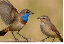 bird count, blue throat