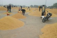 CG Dhan kharidi: आखिरी दिन तक चलेगी धान खरीदी, तीन लाख से ज्यादा किसान इंतजार में