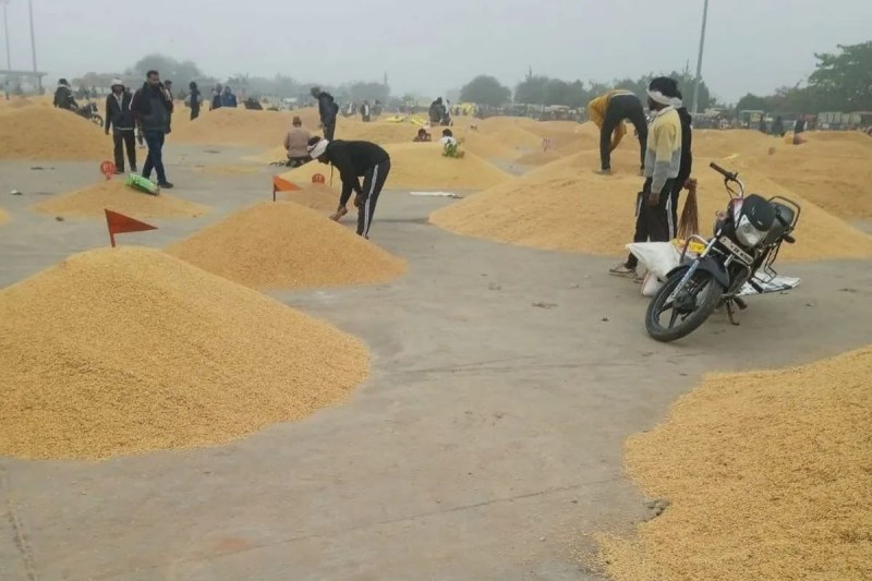 CG Dhan kharidi: आखिरी दिन तक चलेगी धान खरीदी, तीन लाख से ज्यादा किसान इंतजार में