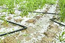 तेज बारिश के साथ कई जगह ओले गिरे, फसलों में नुकसान