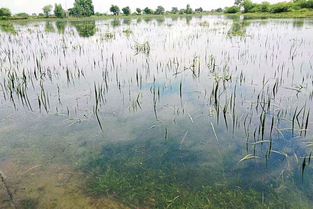 फसल खराबे में गड़बड़झाला, कृषि विभाग ने माना 67 प्रतिशत, बीमा कम्पनी बता रही सात