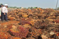 ऑयल पाम की खेती पर अनुदान के अतिरिक्त मिलेगी टॉपअप (फोटो सोर्स- DPR)