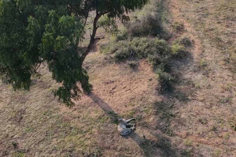 ग्वालियर के आसपास के जंगलों में इन दिनों एक रहस्यमयी मेहमान की मौजूदगी ने वन विभाग से लेकर ग्रामीणों तक की धडकऩें बढ़ा दी हैं।