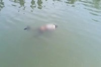 CG News: नहावन में शामिल होने जा रहे बुजुर्ग की नहर में डूबने से मौत, गांव में शोक का माहौल