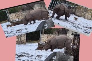 Deer vs Rhino Fight
