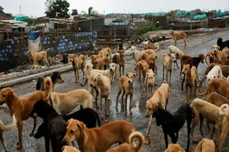 stray-dogs-killed-telangana