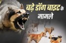 dog bite in ratlam