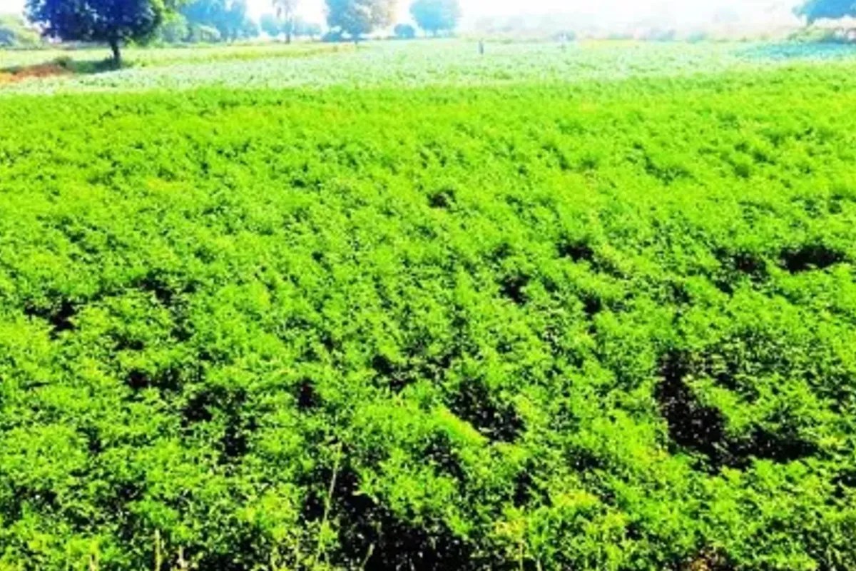 frost in crops