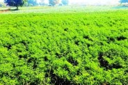 frost in crops