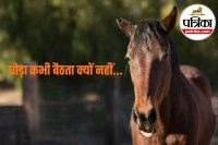 horse nervous system, equine biology, horse balance mechanism, prey animals sleep, horse resting habits,