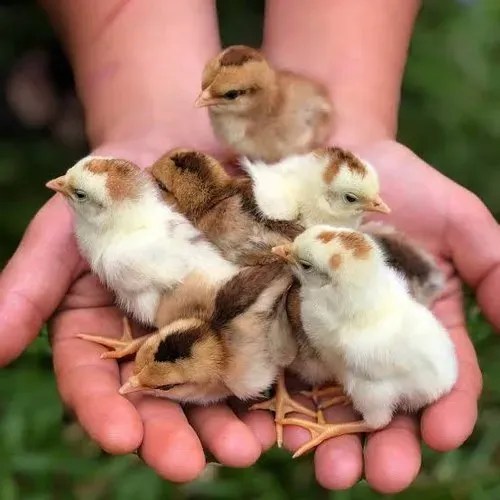 ‘असील’ चूजों की बिक्री तेज