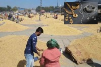 Jeera Mandi Bhav, Jeera Mandi, Jeera bhav, Jeera aaj ka bhav, jeera aaj ki kimat, Jeera mandi aaj ka bhav, जीरे की कीमत, जीरा भाव, जीरा मंडी भाव, जीरा मंडी आज का भाव, जीरा कीमत, rayda ka bhav, rayda aaj ka bhav, isabgol bhav, isabgol bhav today, jeera bhav today rajasthan, jeera bhav today merta mandi, jeera bhav today phalodi mandi, jeera bhav today unjha, jeera bhav today jaipur, jeera bhav today sanchore