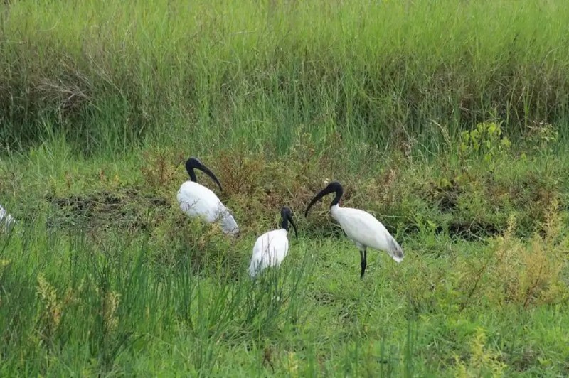 Malyadi Bird Sanctuary is in danger