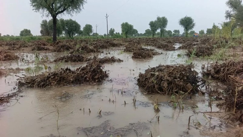 पिछले साल जिले में अतिवृष्टि से खेतों में पानी भरने से मूंग की कटी हुई फसलें डूब गई थी