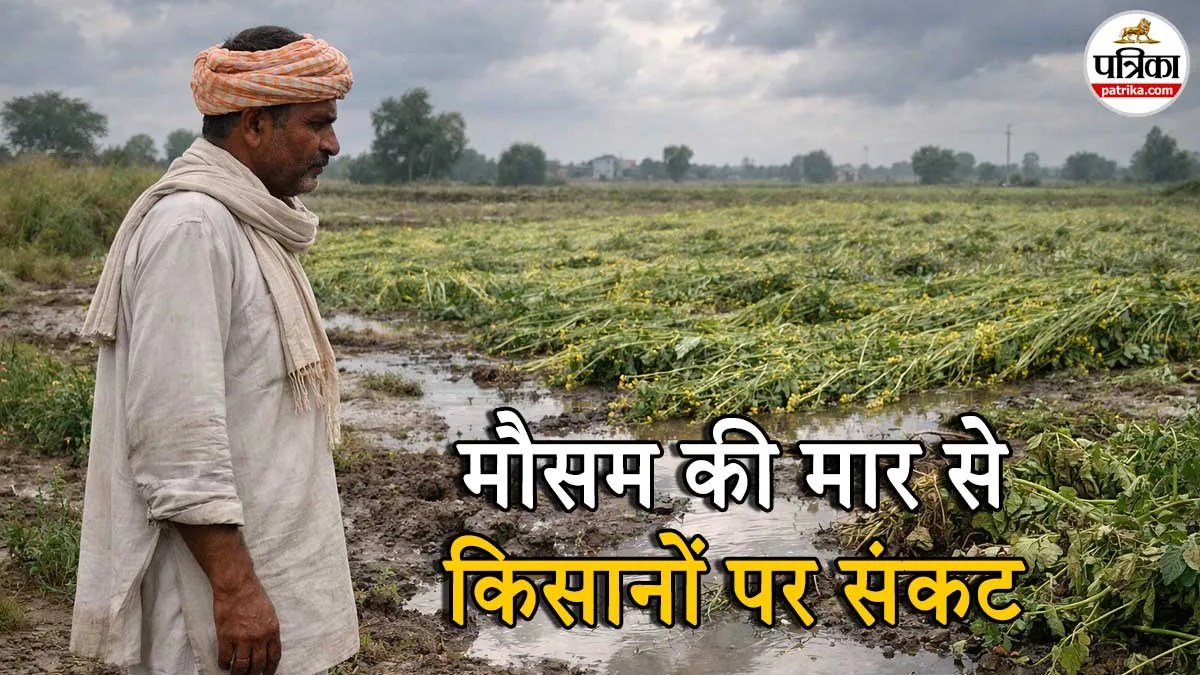 moradabad crop damage mustard potato rain
