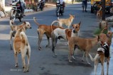 Stray Dogs