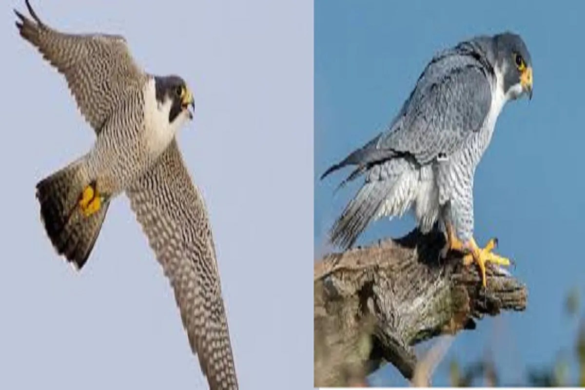 CG News: उदंती-सीतानदी में दिखा दुनिया का सबसे तेज़ उड़ने वाला पक्षी पेरेग्रीन फाल्कन, वन रक्षक ने कैमरे में किया कैद