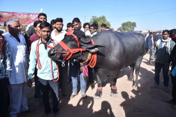 Nagaur's world famous cattle fair 2026
