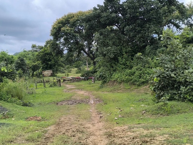 तीन दिन जंगल में घुमाने के बाद वनकर्मियों ने जलकार नष्ट किया था साक्ष्य - प्रधान मुख्य वन संरक्षक वन्यजीव के निर्देश पर जांच कर रही एसटीएसएफ के हाथ नहीं लगे सुराग