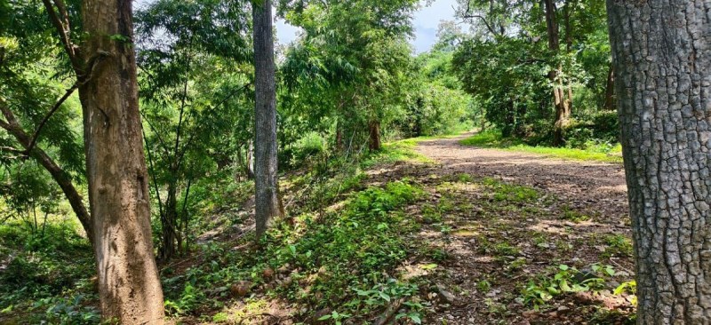 कटंगी परिक्षेत्र के आंजनबिहरी में 11 दिसंबर को मिला था शव, पोस्टमार्टम से हुई थी शिकार की पुष्टि