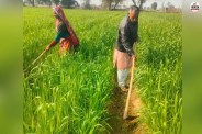 rajasthan farmers