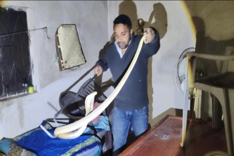 CG News: अचानक घर में निकला 5 फीट का कोबरा नाग, लोगों के उड़े होश