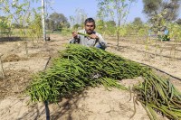 sahjan ki fali, sahjan ki sabji, sahjan ki kheti kaise karen, sahjan ki kheti, सहजन, सहजन की खेती, सहजन की सब्जी, सहजन की खेती कैसे करें, बाड़मेर में सहजन की खेती, राजस्थान में सहजन की खेती, बाड़मेर न्यूज, राजस्थान न्यूज, Barmer news, rajasthan news