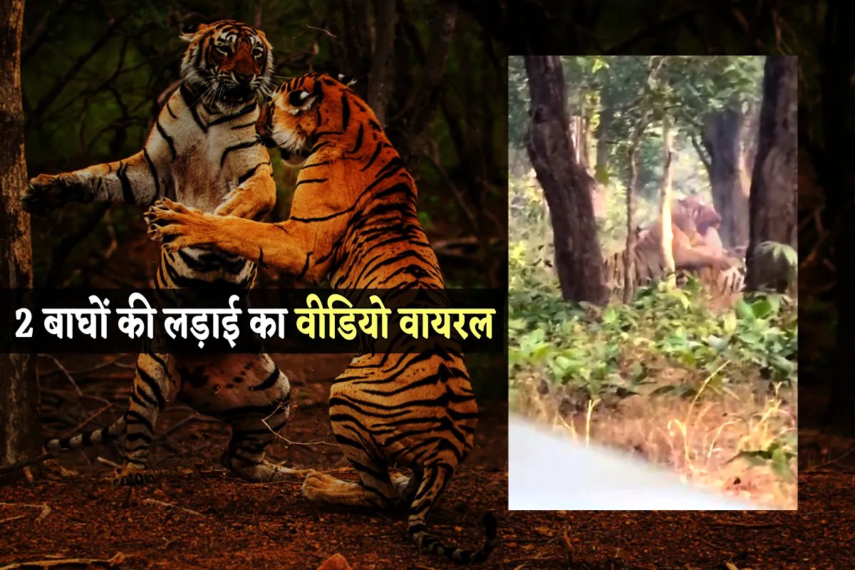 Tigers Fight Video