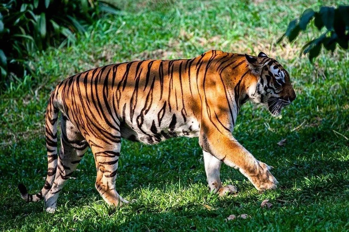 मादा शावक