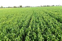 Breaking News Ratlam