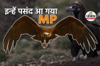 vulture in MP world largest birds big indication for forests